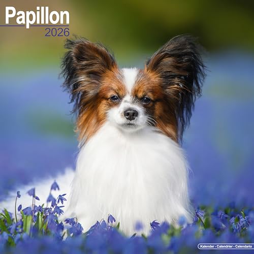 Papillon Calendar 2026 Square Dog Breed Wall Calendar - 16 Month