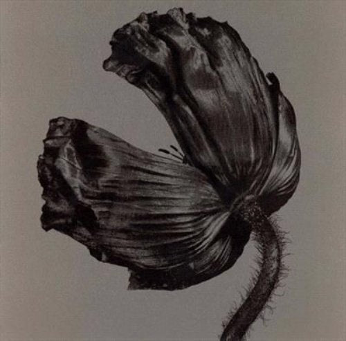 "Black and white poppy on a brown background, album cover."