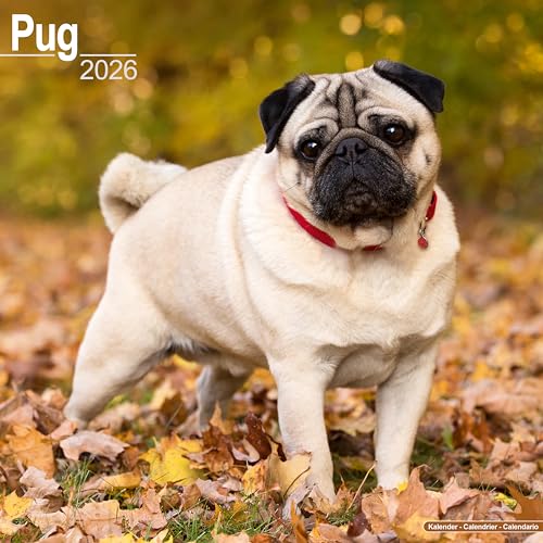 Pug Calendar 2026 Square Dog Breed Wall Calendar - 16 Month