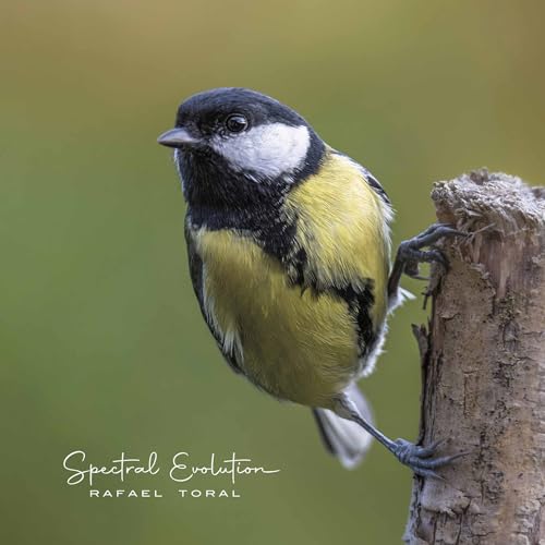 Vinyl record cover featuring a small, yellow and black bird perched on wood.