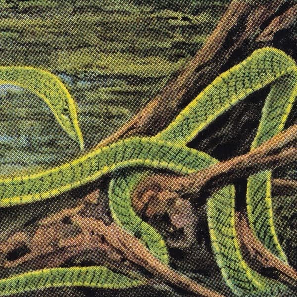 Close-up of a bright green snake coiled among dark branches.