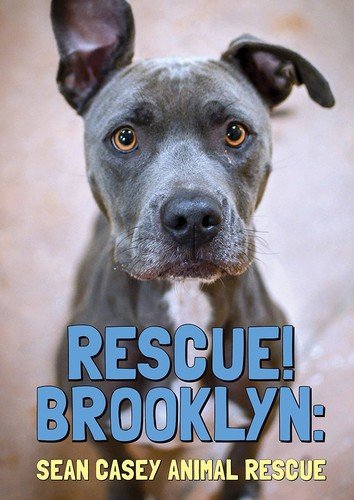 DVD cover featuring a close-up of a gray pit bull with brown eyes.