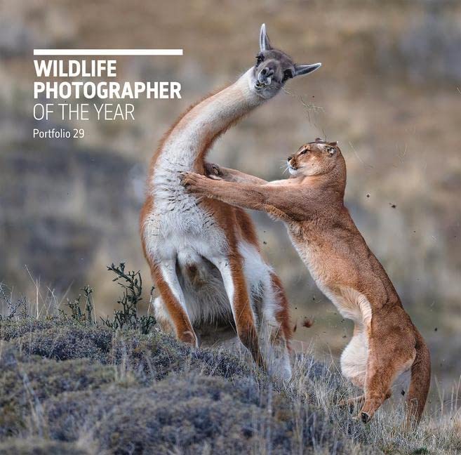 A cougar leaps up to attack a guanaco in a grassy landscape.