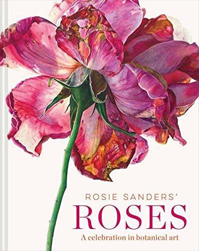 A detailed watercolor painting of a large pink rose on a white background.