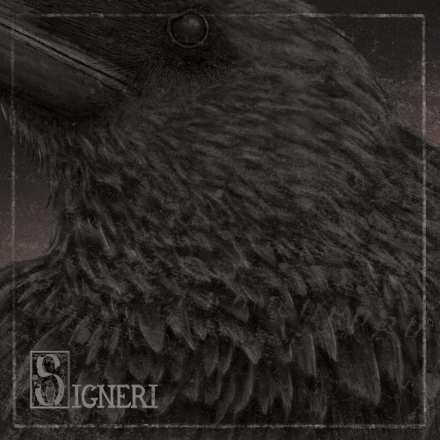 Close-up of a black bird's head and feathers with the text "Signeri".