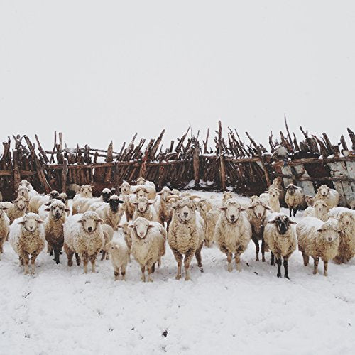 Flock of sheep in a snowy field with a weathered wooden fence.