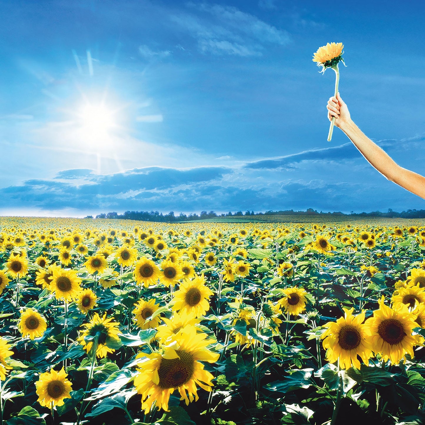 Sunflower field under a bright sky, hand holding a single sunflower.