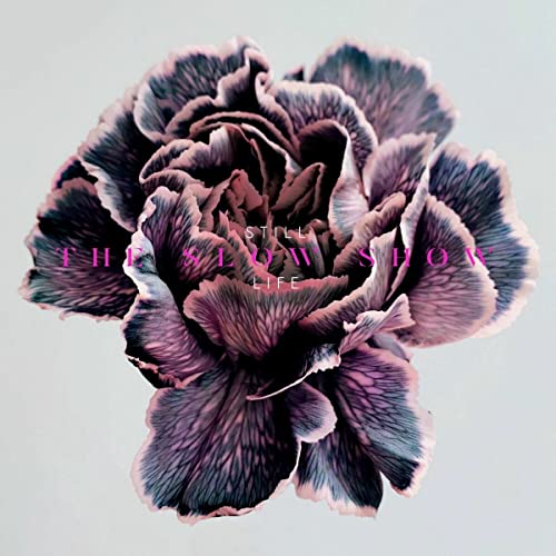 Close-up of a dark purple carnation against a pale gray background.