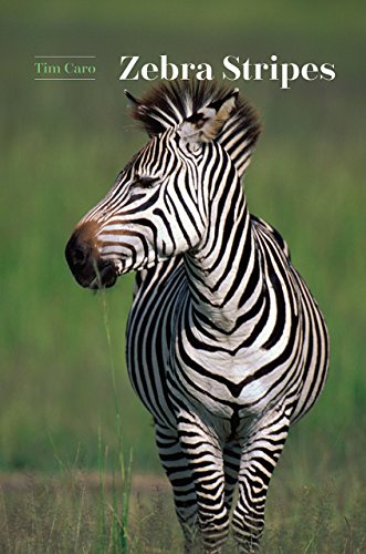 Zebra with distinctive black and white stripes, facing forward in grass.