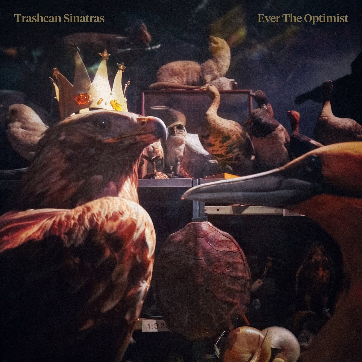 Album cover featuring taxidermied birds and a small golden crown.