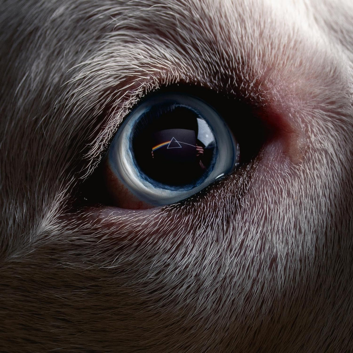 Close-up of a dog’s eye reflecting Pink Floyd’s Dark Side of the Moon.