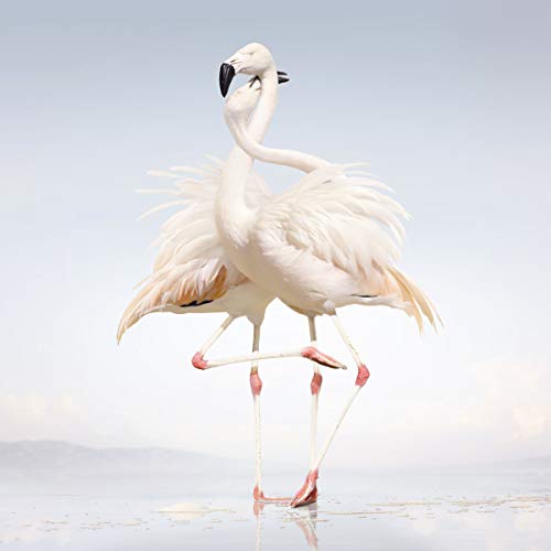 Two white flamingos with long necks and legs stand in shallow water.