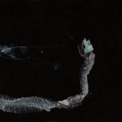 Dark, textured image of a snake with floating, translucent shapes.