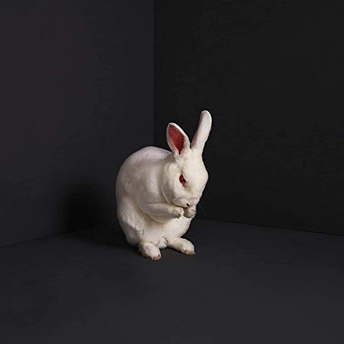White rabbit grooming itself against a dark, minimalist background.