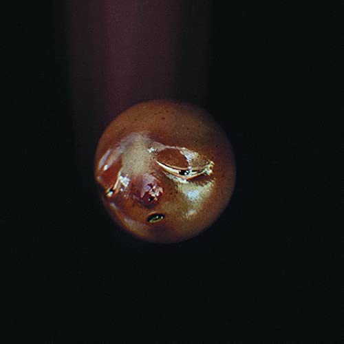 Close-up of a textured, brown sphere with an embedded, fleshy growth.
