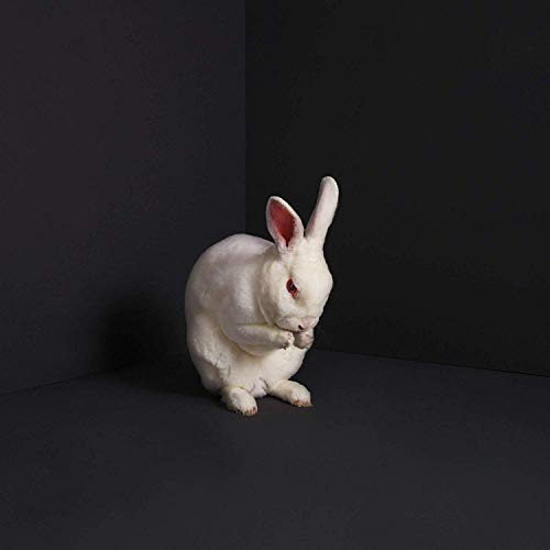 White rabbit with red eyes sits in a dark corner.