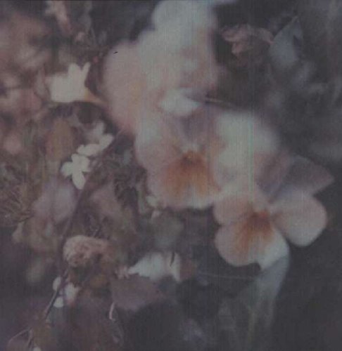 Soft-focus, muted-tone image of pale flowers with orange centers against dark foliage.