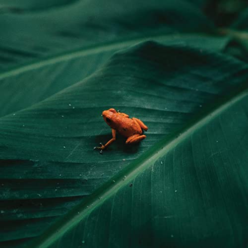 Bright orange frog resting on a large, dark green leaf.