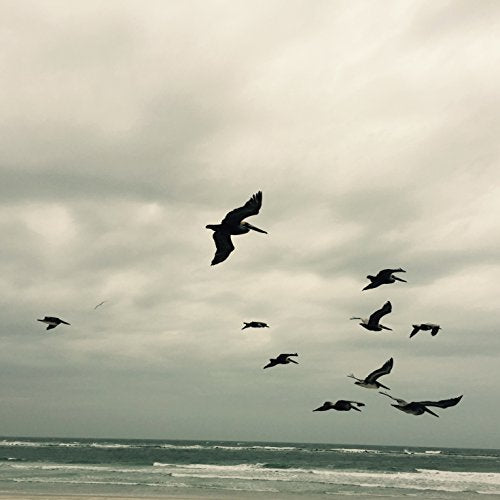The image shows a CD cover with a flock of birds flying over the ocean. For accessibility purposes, a concise alt text could be: "CD cover featuring birds flying over ocean waves."