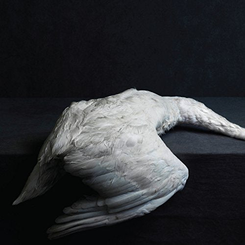 White bird with spread wings lies on a dark, textured surface.