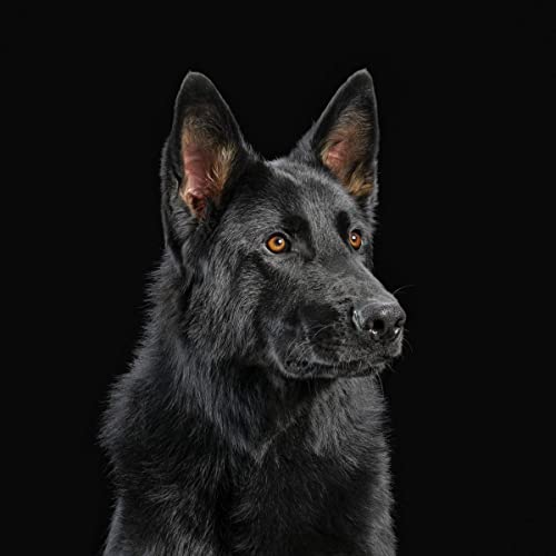 Black German Shepherd dog with orange eyes, facing right, dark background.