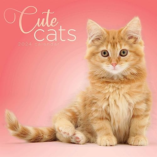 Cute Cats Wall Calendar 2024