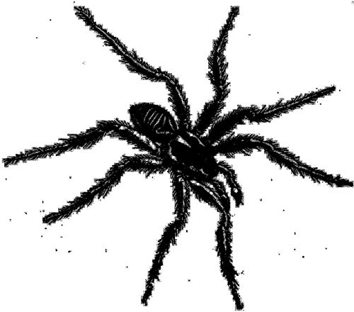 Black and white illustration of a large, hairy spider.