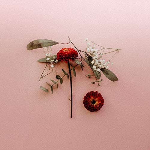 The image shows a red flower and leaves on a pink background. For accessibility purposes, a suitable alt text could be: "Red flowers and leaves on a pink surface."