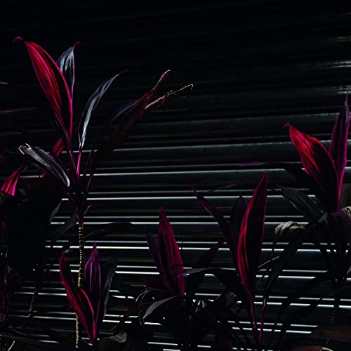Dark, moody image of red and purple foliage against striped blinds.