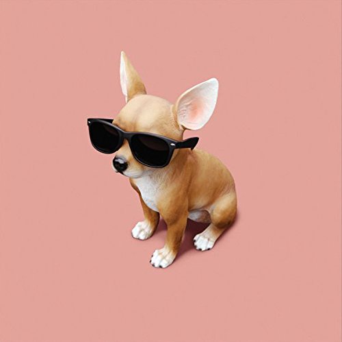 A chihuahua wearing sunglasses sits against a pink background.