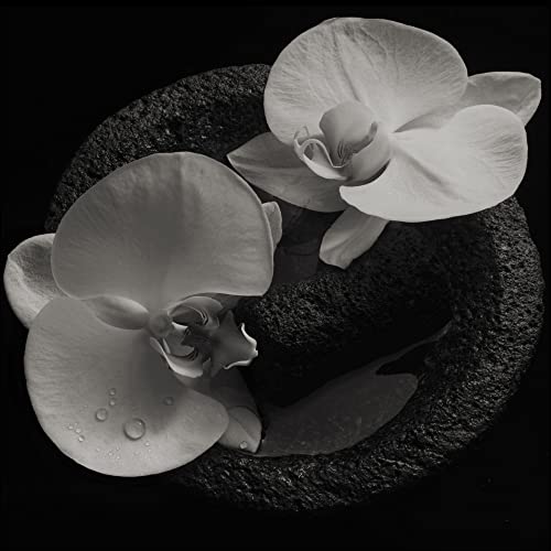 Black and white photo of white orchids on dark, porous rock.