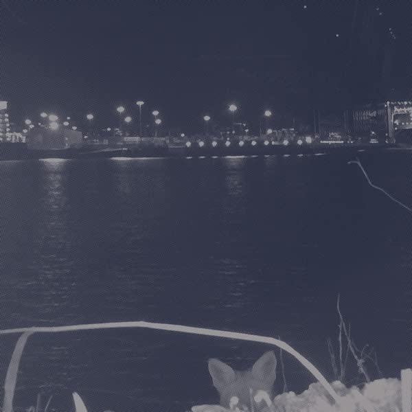 Night landscape with city lights reflected in water, a fox in foreground.