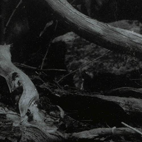 Black and white album cover featuring tangled branches and dark forest floor.