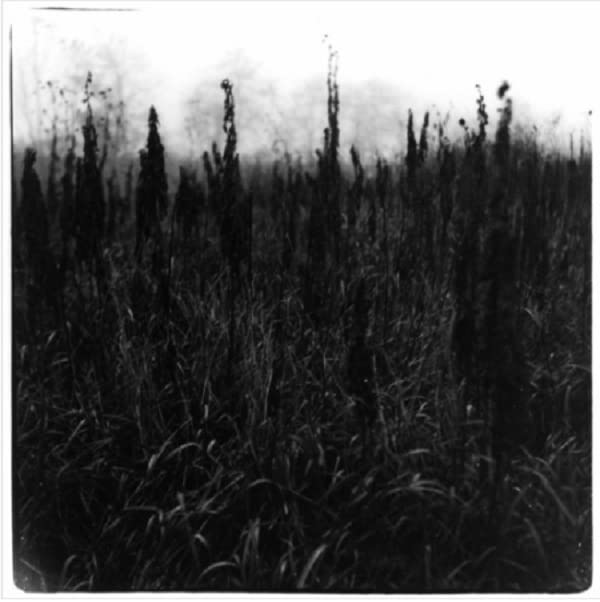 Black and white photo of a dense, misty field of tall plants.