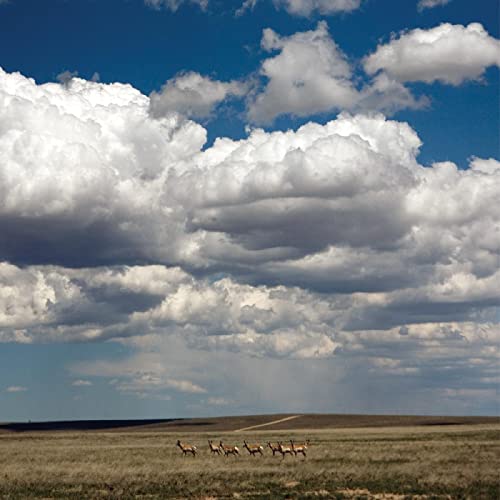 A small herd of pronghorn antelope runs across a vast prairie under cloudy skies.
