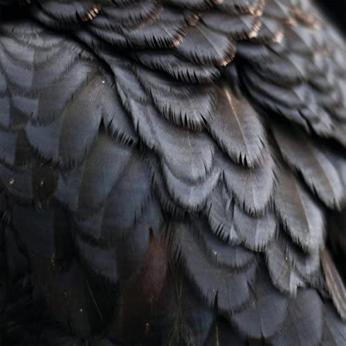 Close-up of dark, layered bird feathers with subtle golden highlights.