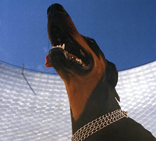 CD cover: Doberman pinscher looking up with open mouth and chain collar.