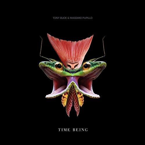 LP cover featuring a brightly colored frog with feather adornments.
