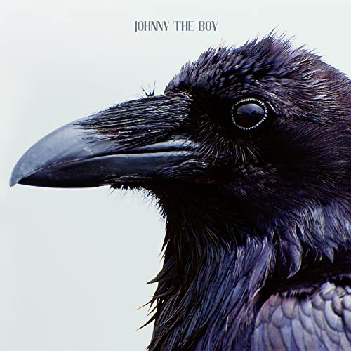 Close-up of a raven’s head and beak against a dark blue background.