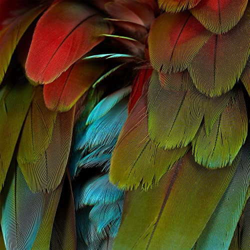 Close-up of vibrant, colorful macaw feathers in shades of red, blue, and green.