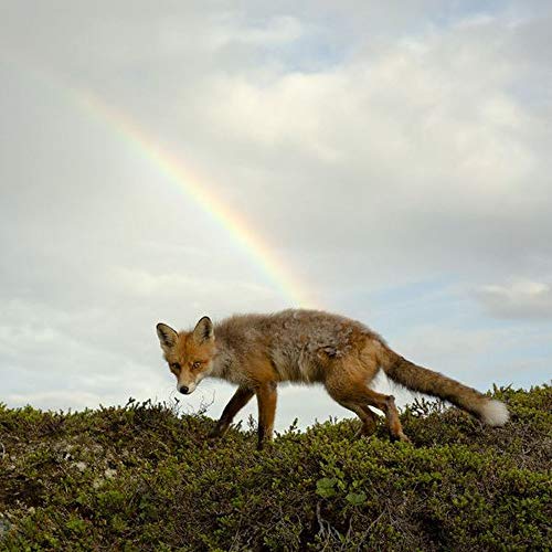Fox walking on grassy hill under a vibrant rainbow.
