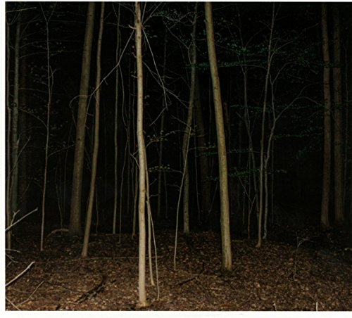 Dark forest of tall, slender trees with leaf-covered ground.