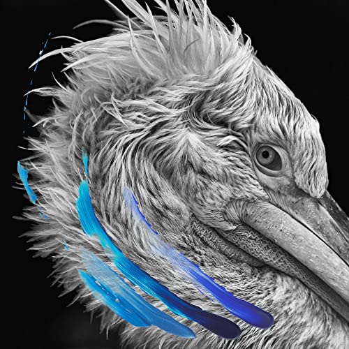 Black and white pelican portrait with vibrant blue feather accents.