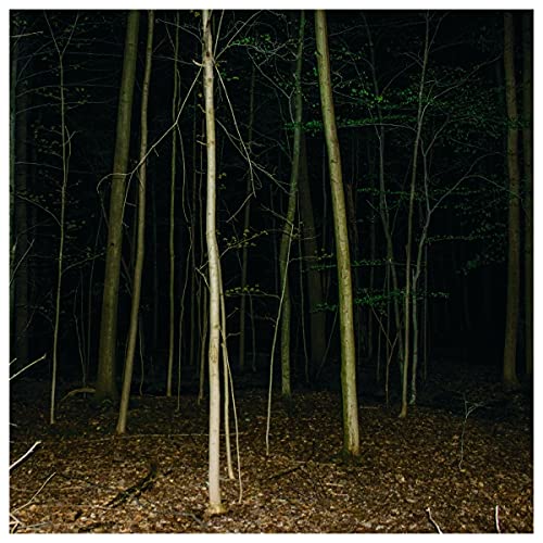 Dark forest of tall, slender trees with leaf-covered ground.
