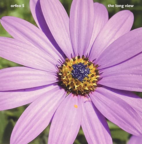 CD cover: close-up of a purple African daisy in full bloom.