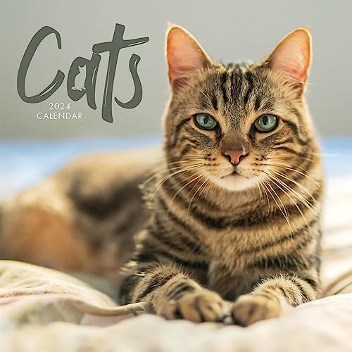 Cats Wall Calendar 2024