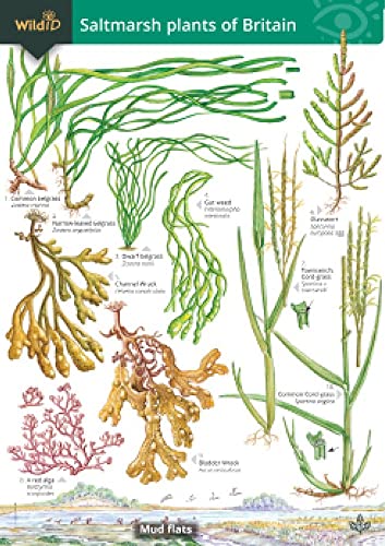 Saltmarsh Plants of Britain (WildID)