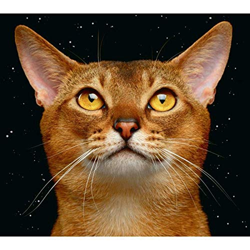 An orange cat with large eyes against a starry black background.