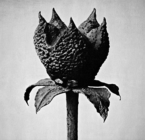 Black and white close-up of a textured, budding flower on a stem.
