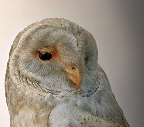 A close-up of a white barn owl with a beige beak against a plain background.
